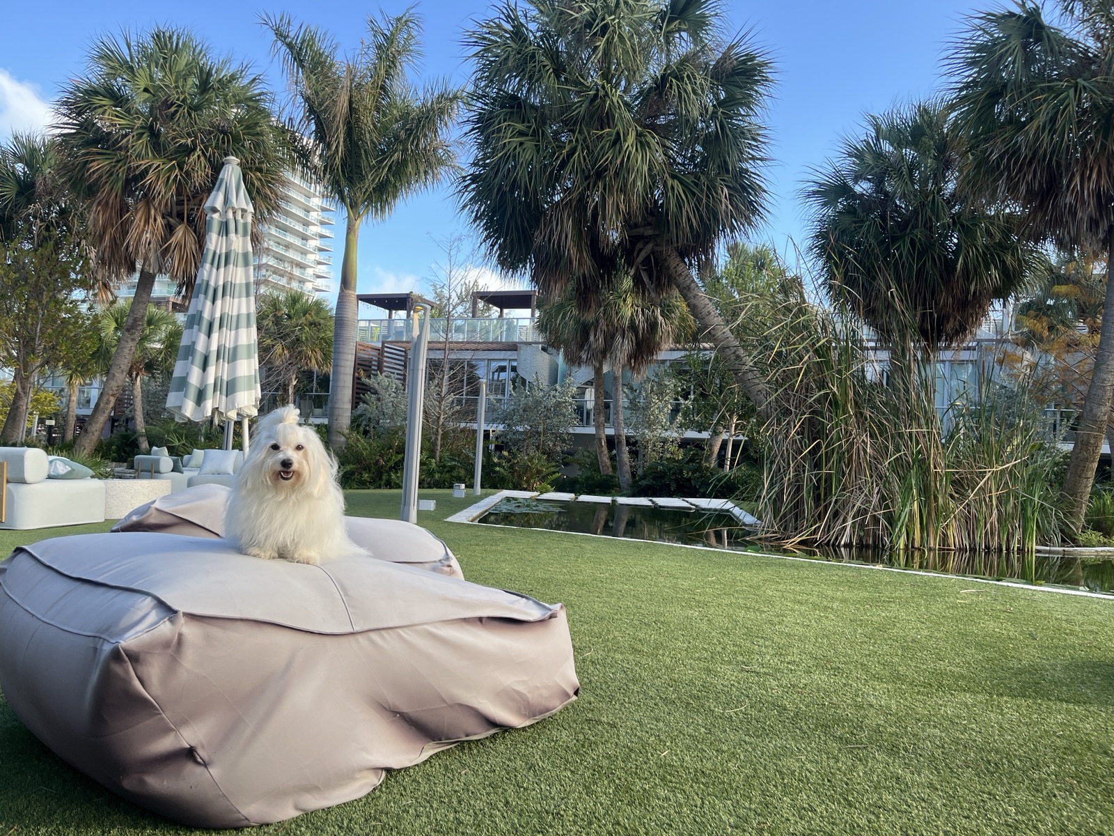 Sofia, our resident Coton de Tulear